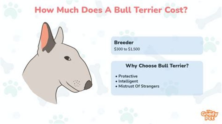 How Much Is A Bull Terrier