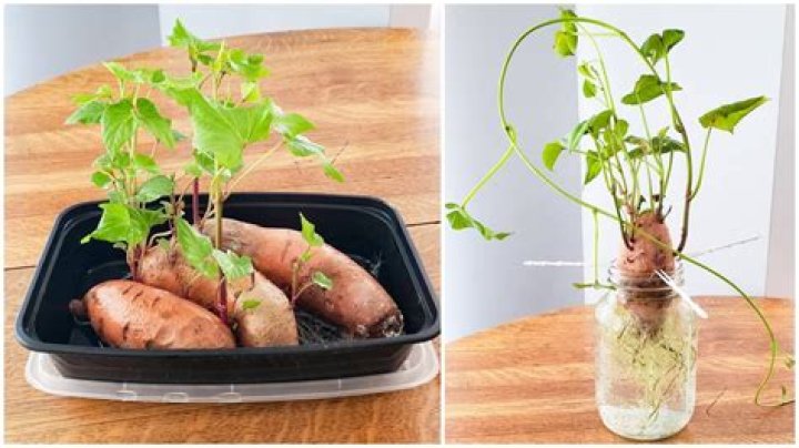 How much power can you get from a potato?