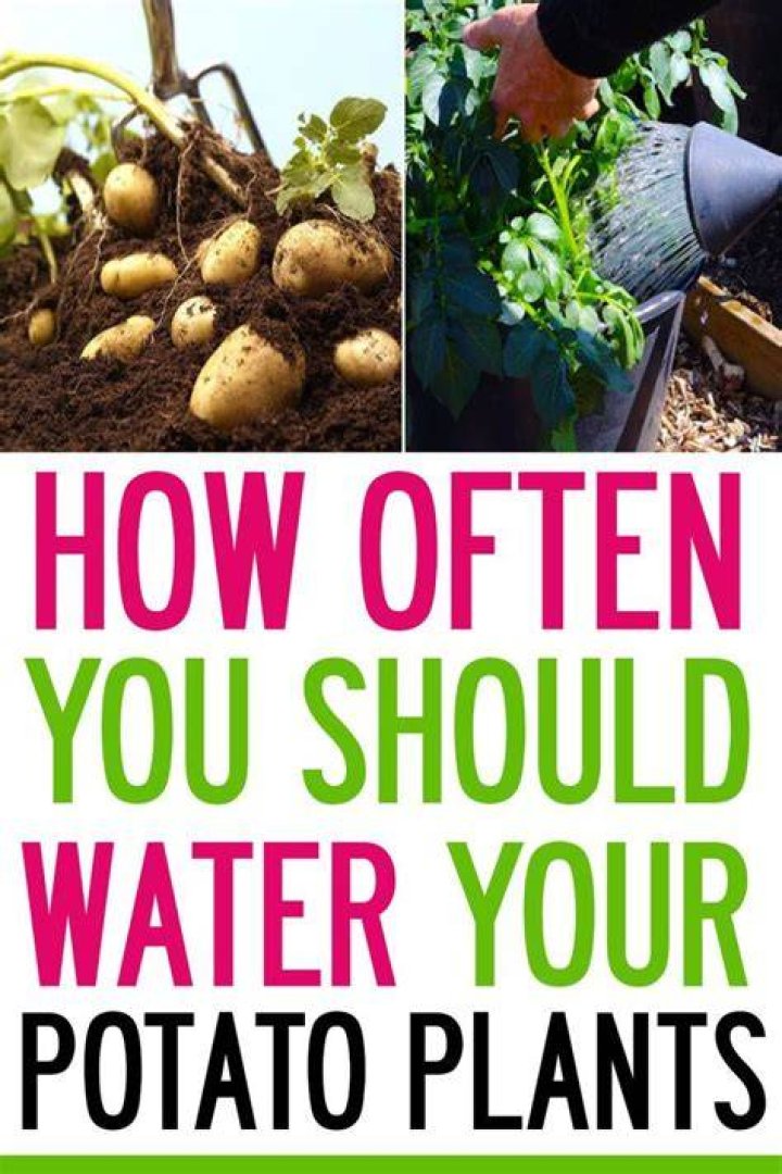 How often should I water my potatoes?