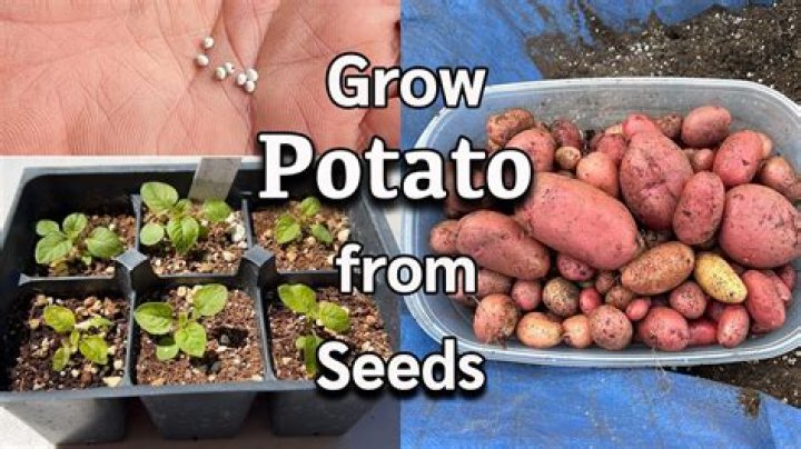 How was the potato stored to keep from spoiling?
