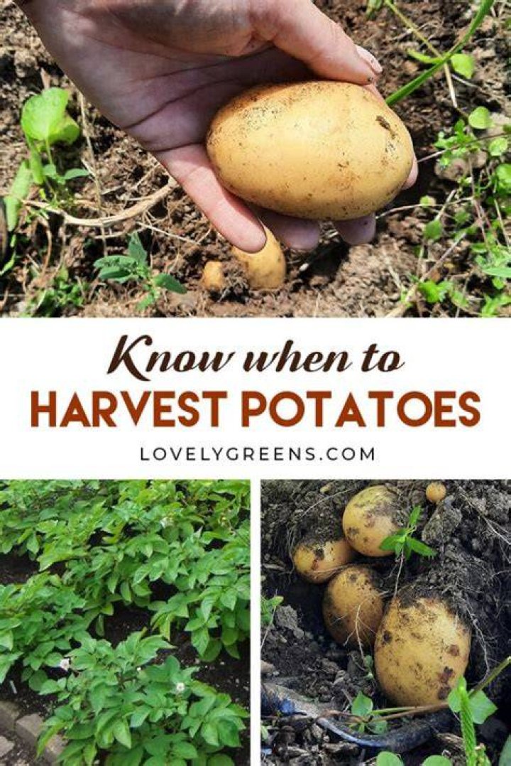 In which season do potatoes grow?