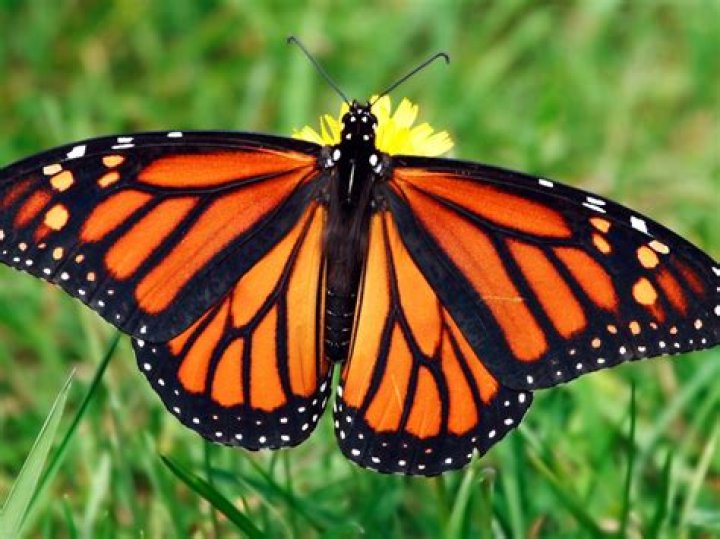 Is a Butterfly an animal