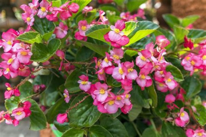 Is Begonia a shade plant
