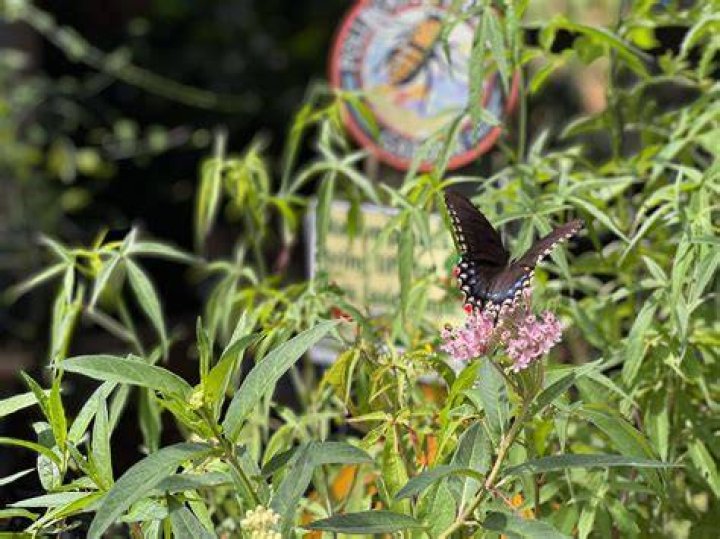 Is butterfly bush native to Texas