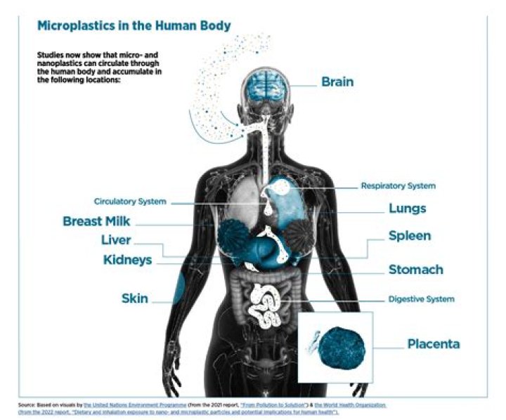 Is catalase found in humans