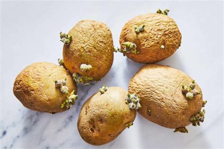 Is it safe to cook with sprouted potatoes?