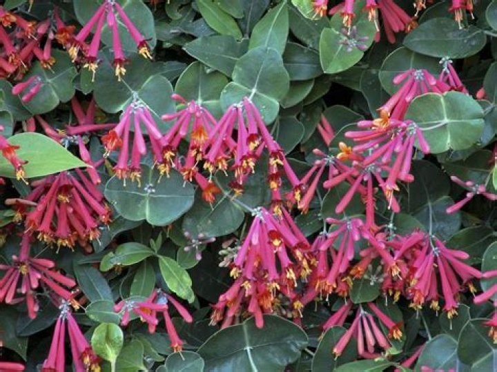 Is Major Wheeler honeysuckle invasive