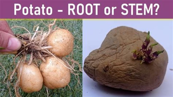 Is potato a food storing stem?