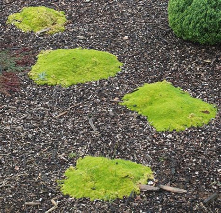 Is Scotch moss a perennial