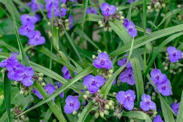Is spiderwort a shade plant