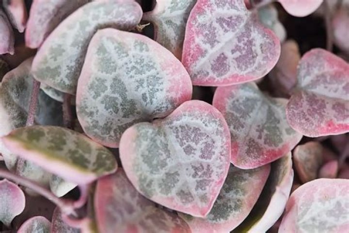 Is string of hearts a succulent