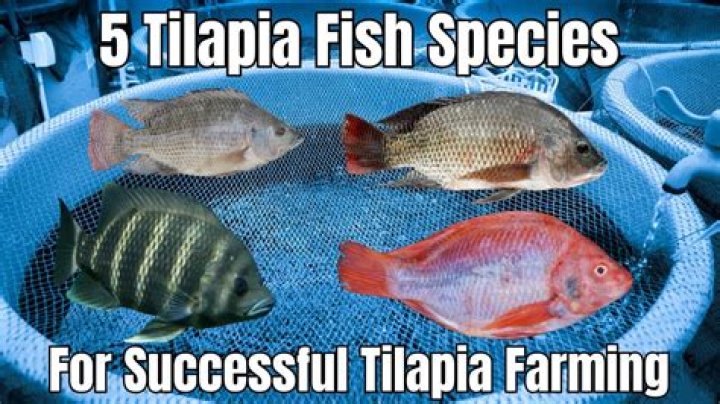 Is tilapia fish high in potassium