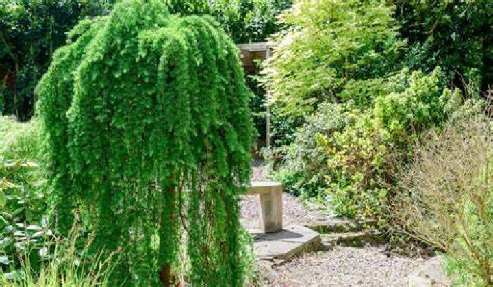 Is Weeping Willow an evergreen