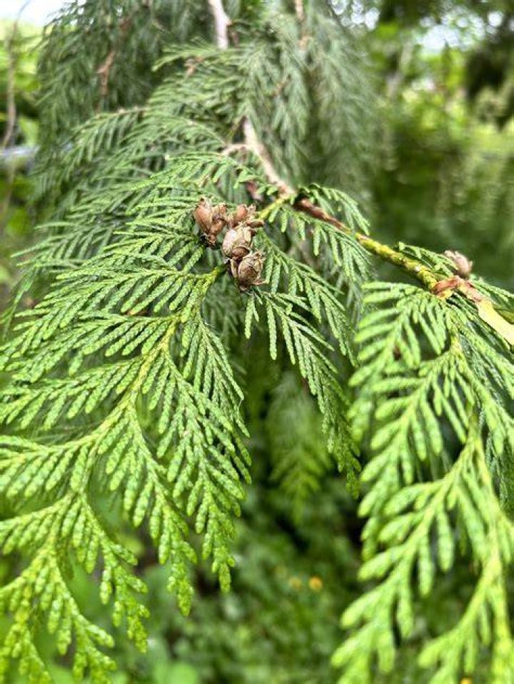 Is Western red cedar poisonous