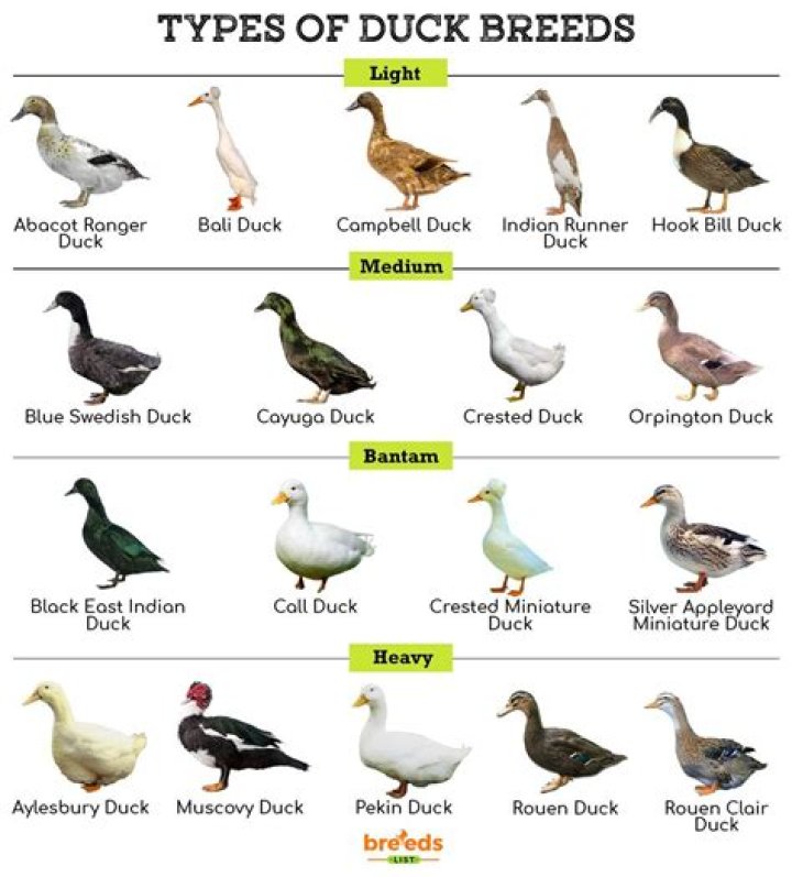 kinds of ducks