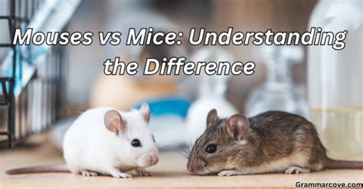 mice vs mouse