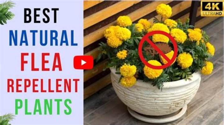 natural flea repellent
