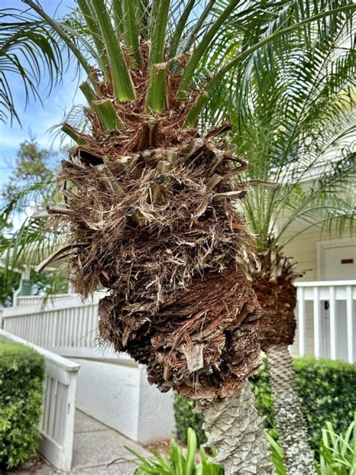 Robellini palm - How To Discuss