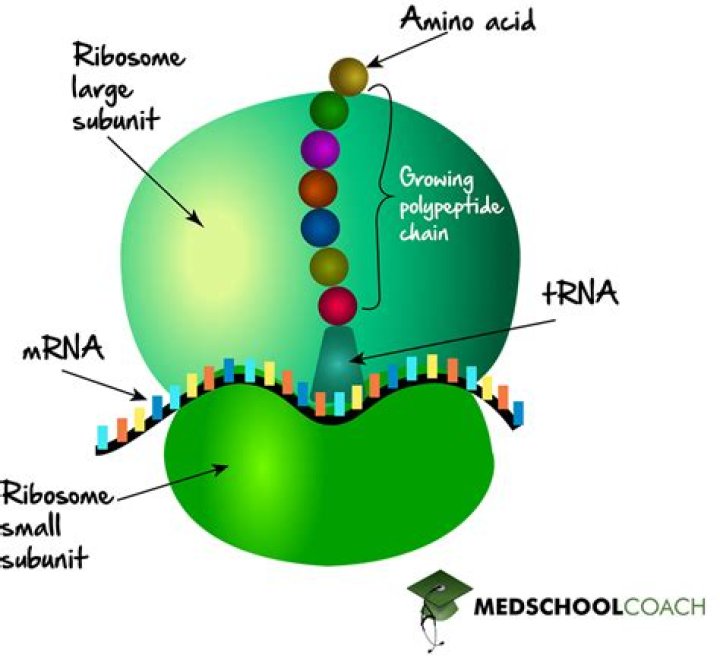 Rrna Function - How To Discuss