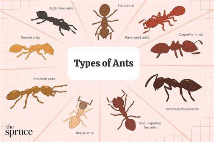 Small ants - How To Discuss