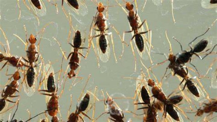 swarming ants