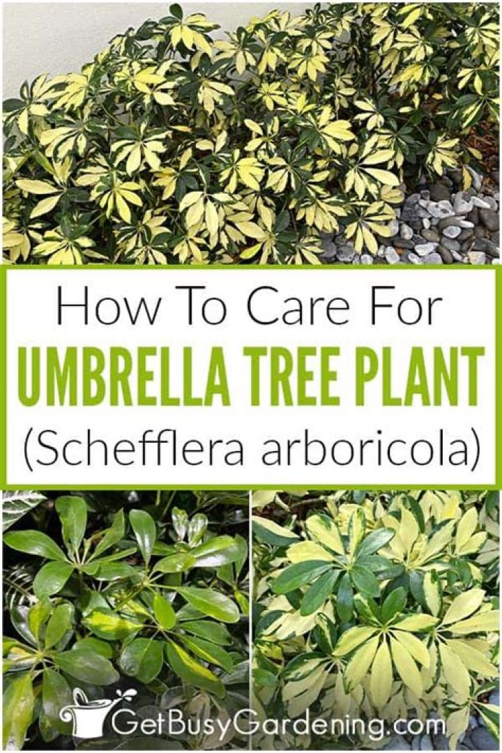 umbrella tree care