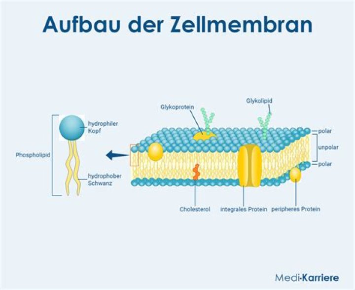 Welche Organellen haben eine einfache Membran