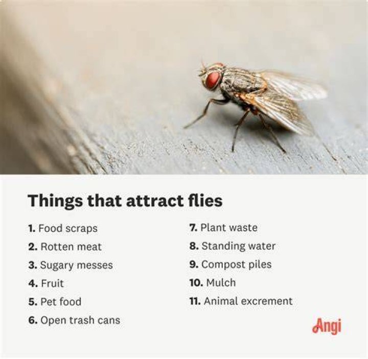 What are drain flies attracted to