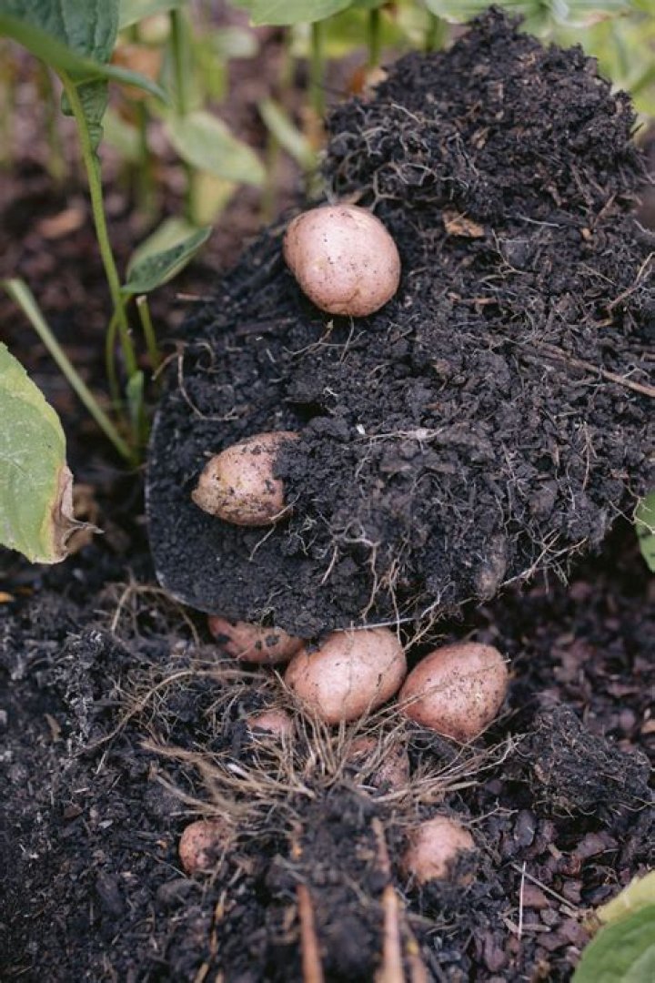 What are potato plants used for?