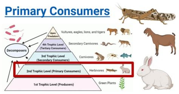 What are some examples of consumers