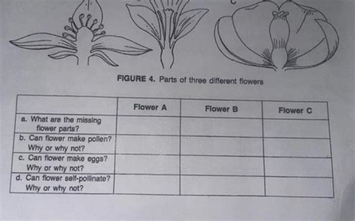 What are the missing flower parts