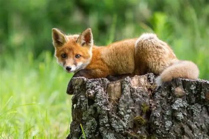 What attracts foxes to your yard