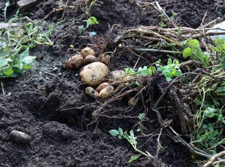 What biome are potatoes grown?