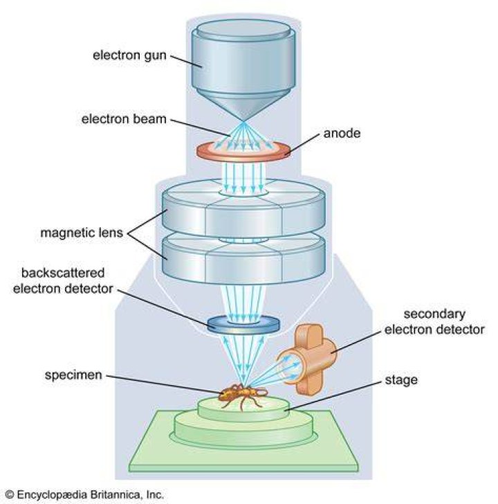 What can be seen with a scanning electron microscope