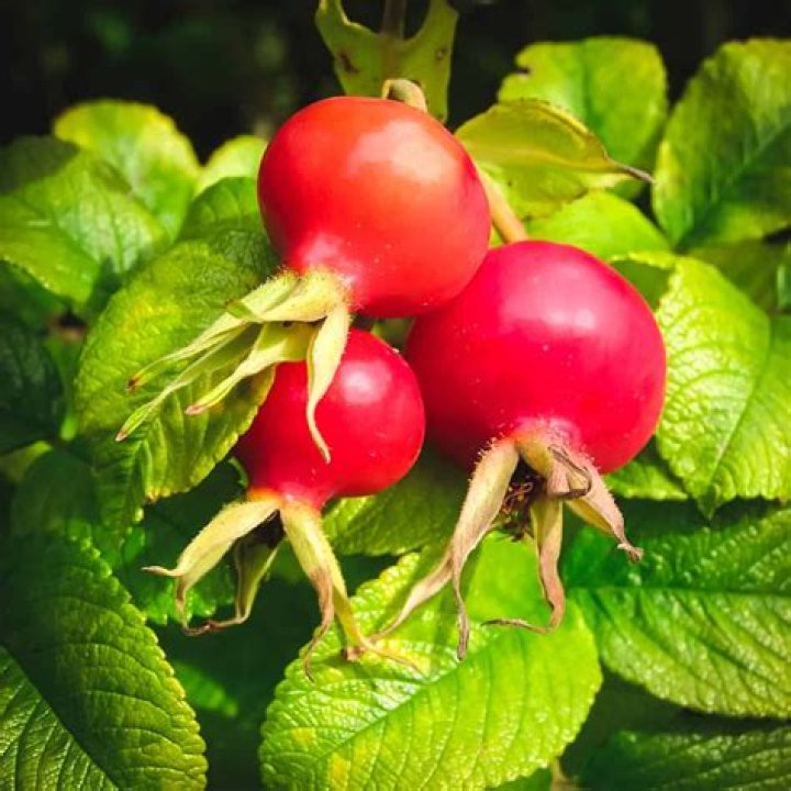 What can rosehips be used for?