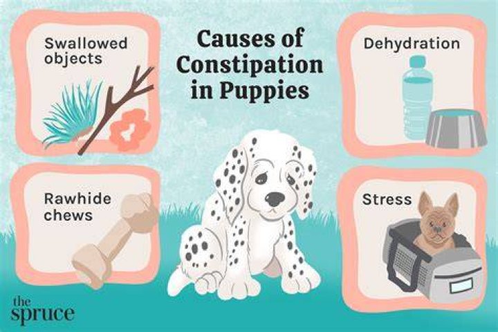 What causes a dog to be constipated