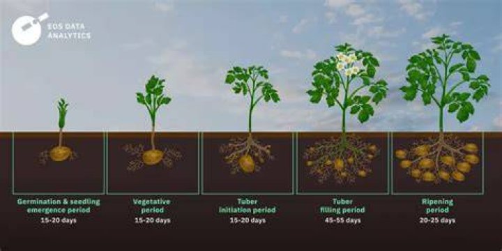 What climates do potatoes grow in?