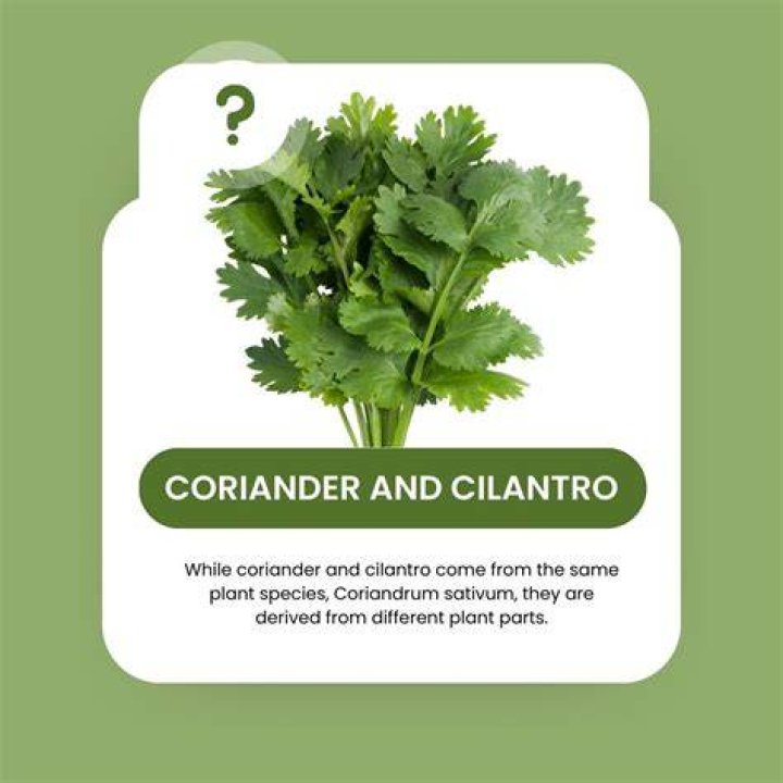 What cultures use coriander?