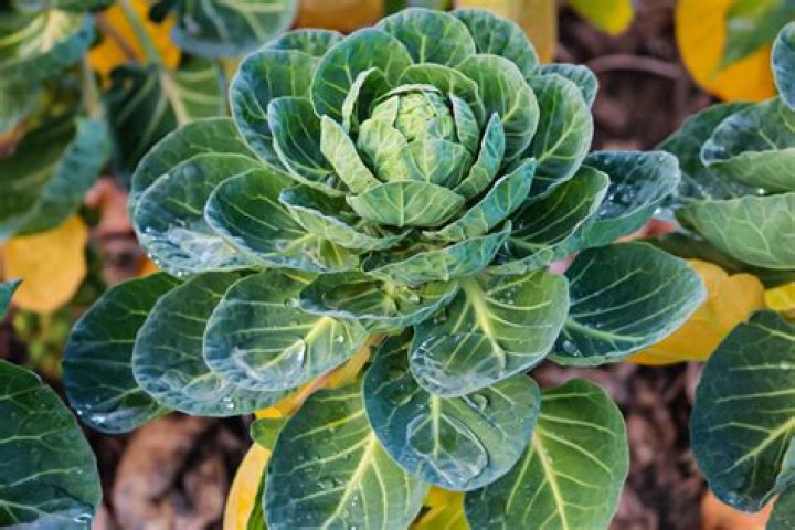 What do brussel sprout leaves look like