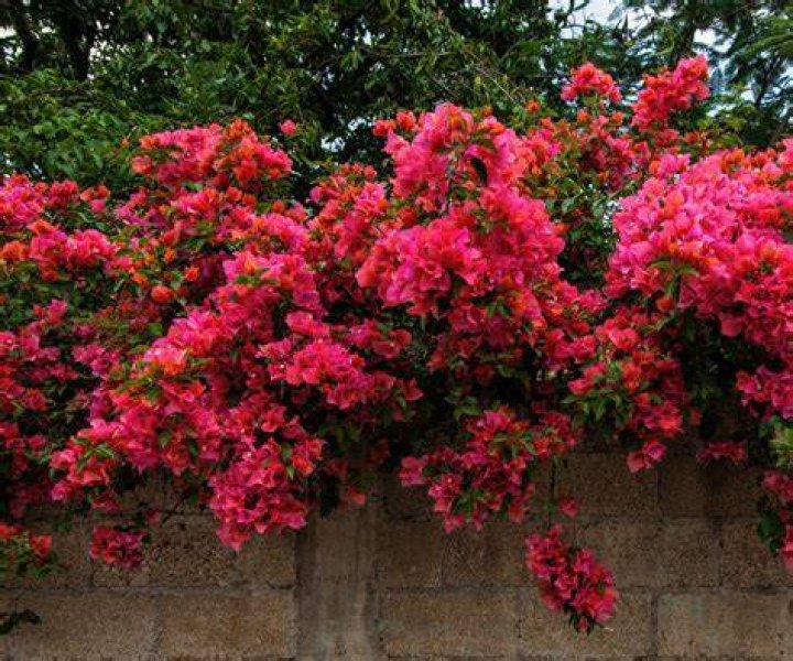 What do I feed my bougainvillea