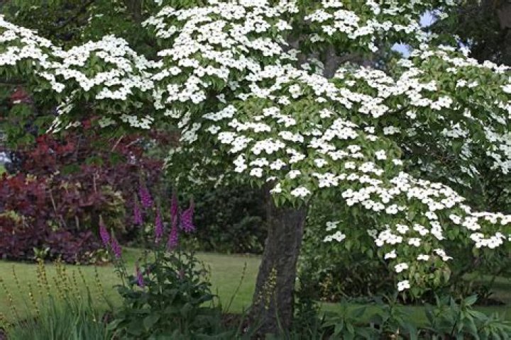 What does a dogwood tree look like in bloom