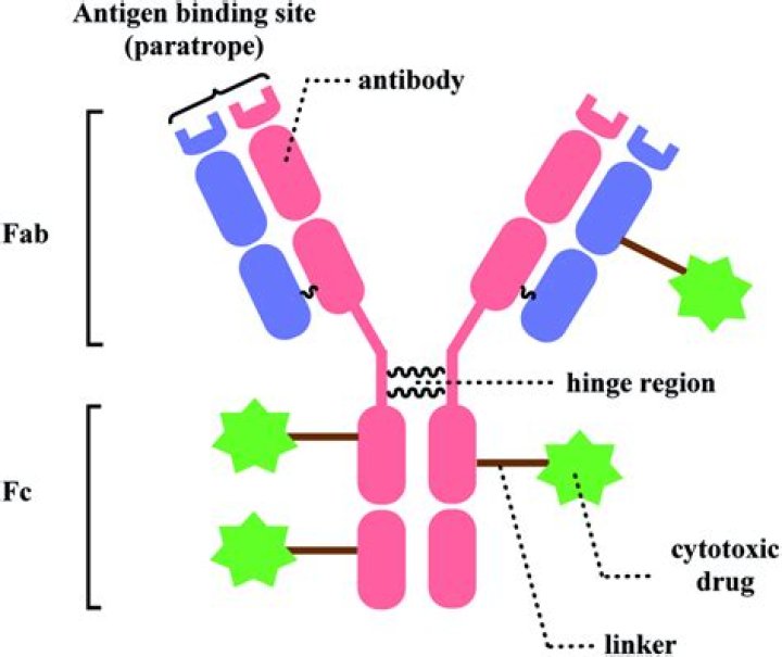 What does it mean to conjugate a protein