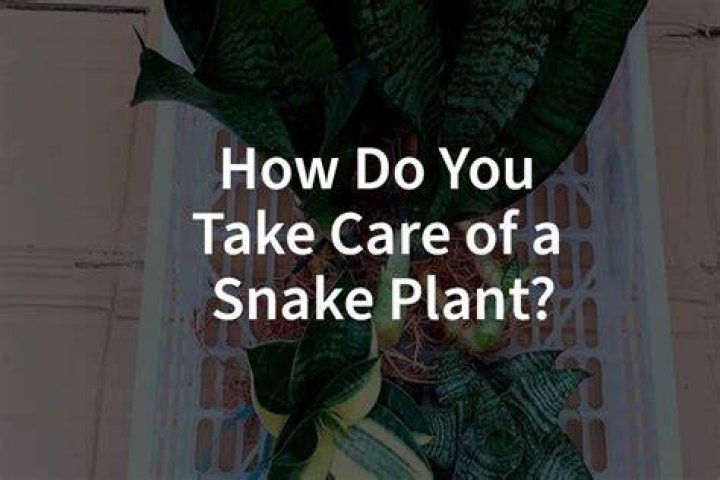 What does plant in drills mean?