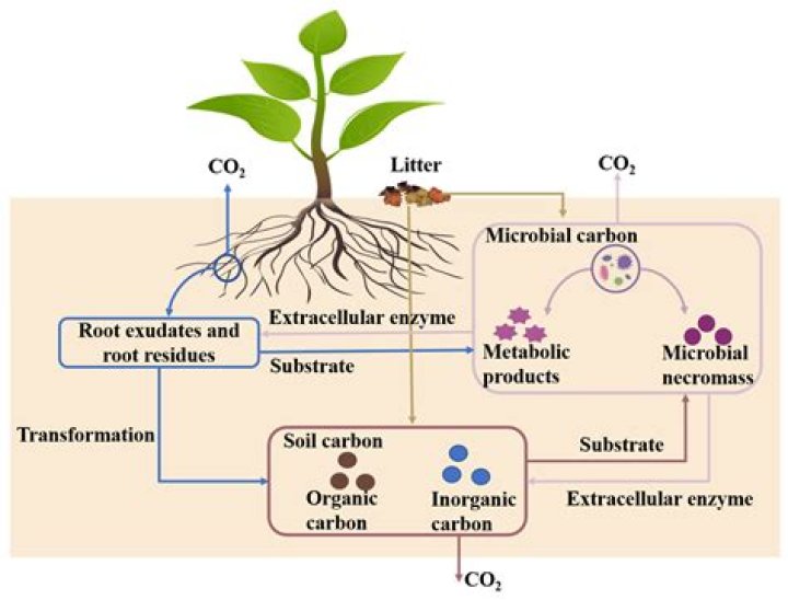 What form is carbon in plants