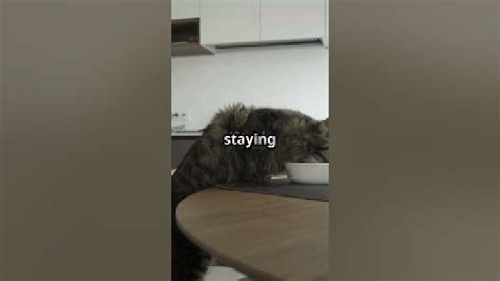 What happens if a cat loses its tail