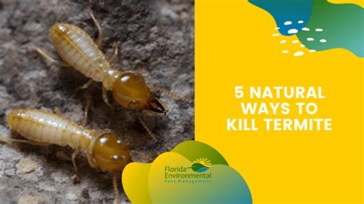 What home remedy will kill termites
