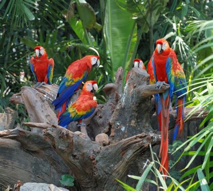 What is a parrot habitat