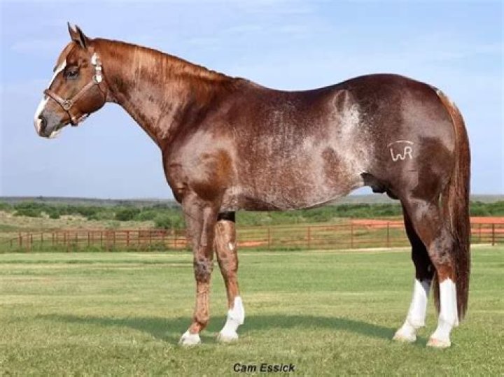 What is a Rabicano horse