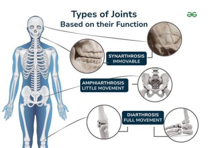What is an example of a Synarthrotic joint