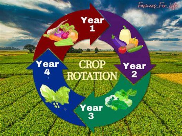 What is crop rotation in easy language